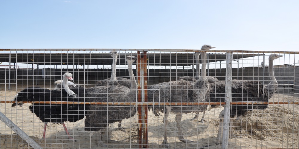 انتاج  وجبة من طيور النعام  في محطة الابحاث الاولى  التابعة لكلية الزراعة 